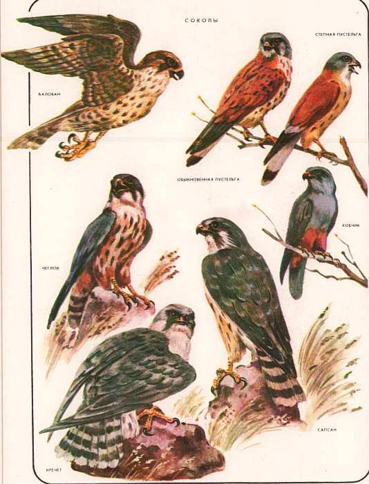 Соседи по планете: Птицы - i_068.jpg