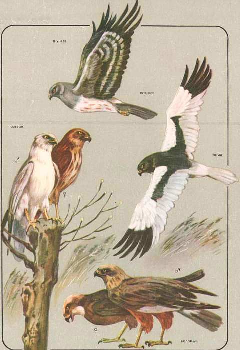 Соседи по планете: Птицы - i_069.jpg