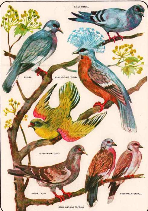 Соседи по планете: Птицы - i_070.jpg