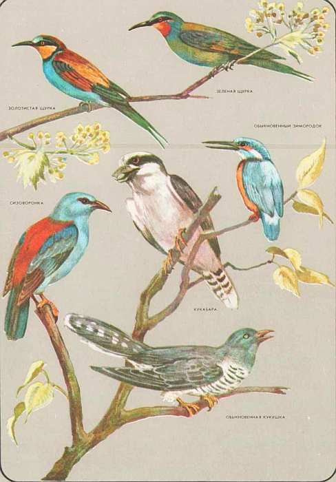 Соседи по планете: Птицы - i_071.jpg