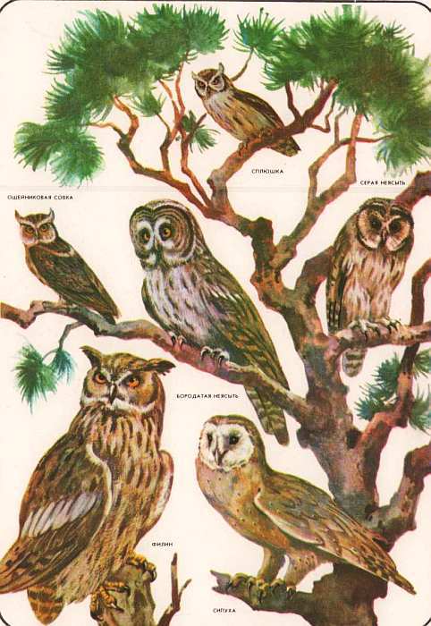 Соседи по планете: Птицы - i_072.jpg