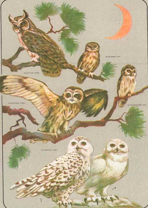 Соседи по планете: Птицы - i_073.jpg