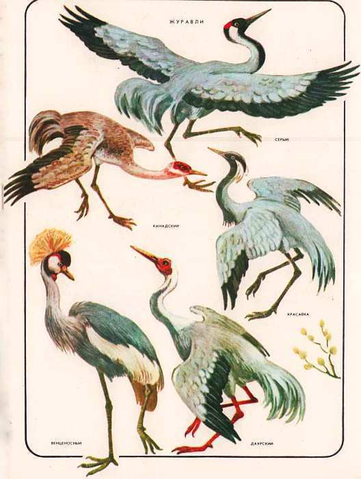 Соседи по планете: Птицы - i_074.jpg