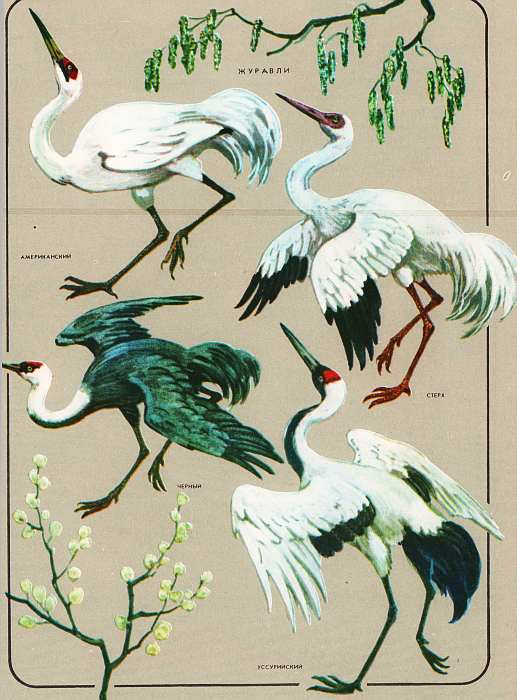 Соседи по планете: Птицы - i_075.jpg