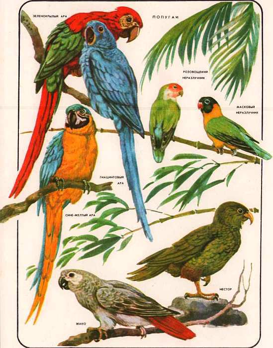 Соседи по планете: Птицы - i_076.jpg