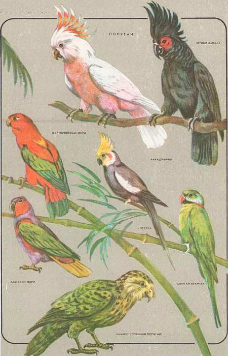 Соседи по планете: Птицы - i_077.jpg