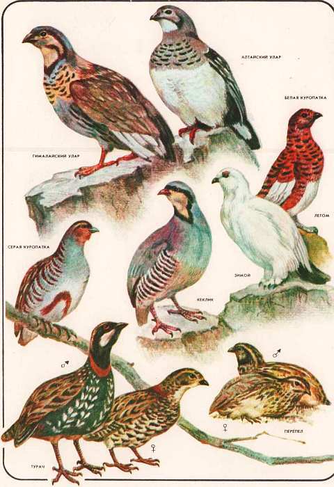 Соседи по планете: Птицы - i_078.jpg