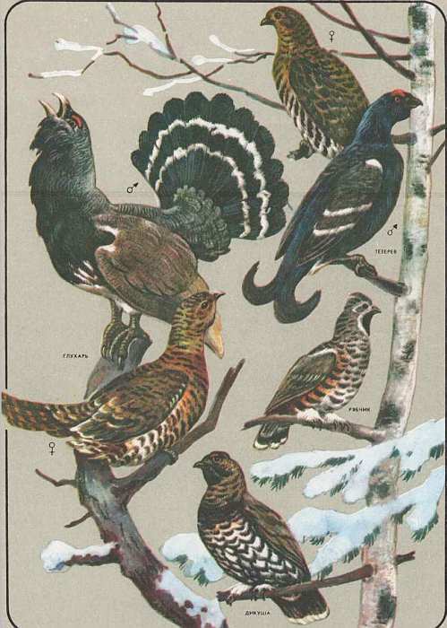 Соседи по планете: Птицы - i_079.jpg