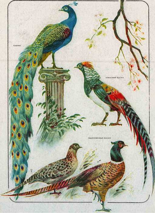 Соседи по планете: Птицы - i_080.jpg