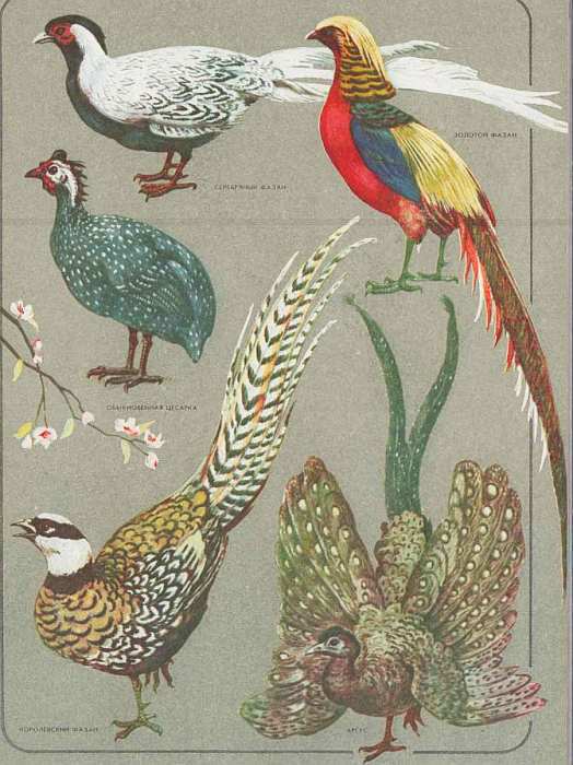 Соседи по планете: Птицы - i_081.jpg