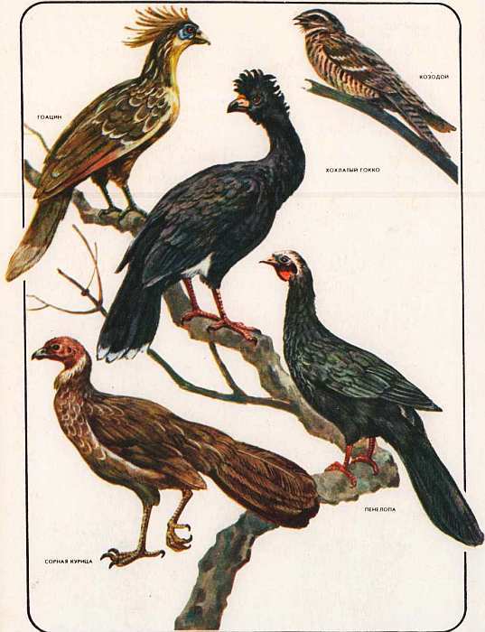 Соседи по планете: Птицы - i_082.jpg