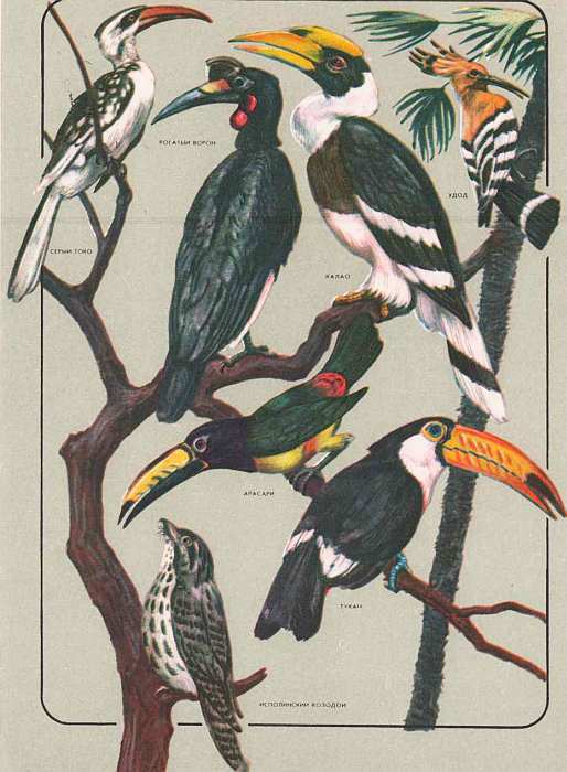 Соседи по планете: Птицы - i_083.jpg