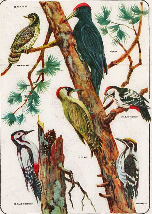 Соседи по планете: Птицы - i_084.jpg