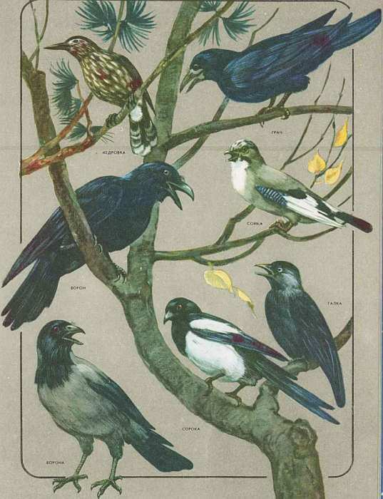 Соседи по планете: Птицы - i_085.jpg