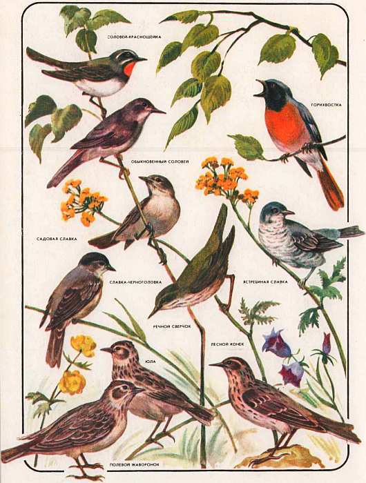 Соседи по планете: Птицы - i_086.jpg