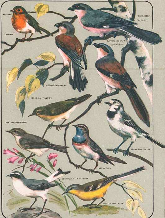 Соседи по планете: Птицы - i_087.jpg