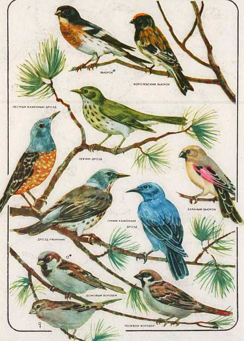 Соседи по планете: Птицы - i_088.jpg