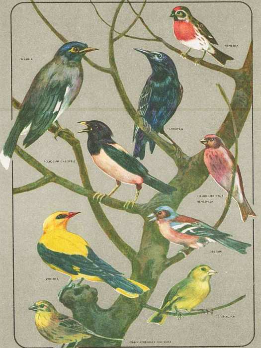 Соседи по планете: Птицы - i_089.jpg