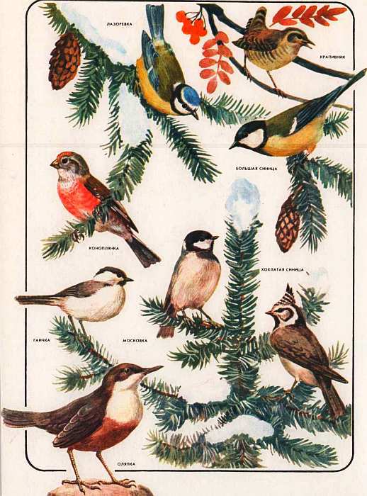 Соседи по планете: Птицы - i_090.jpg