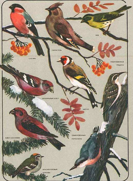 Соседи по планете: Птицы - i_091.jpg