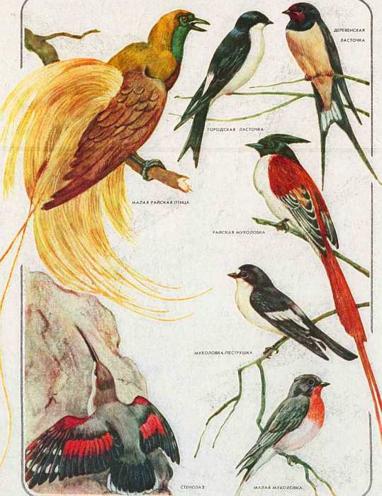 Соседи по планете: Птицы - i_092.jpg