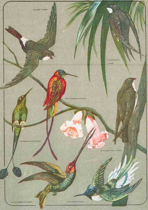 Соседи по планете: Птицы - i_093.jpg