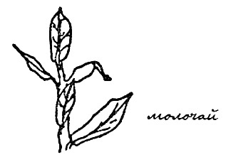 Моя сторона горы - i_027.jpg