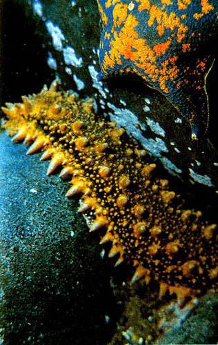 В глубинах пяти морей - i_015.jpg