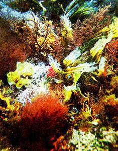 В глубинах пяти морей - i_019.jpg