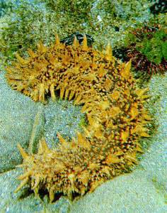 В глубинах пяти морей - i_020.jpg