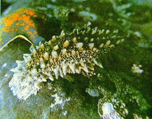 В глубинах пяти морей - i_021.jpg