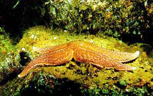 В глубинах пяти морей - i_035.jpg