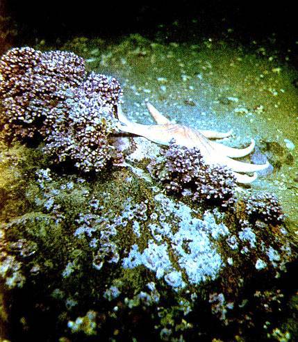 В глубинах пяти морей - i_036.jpg