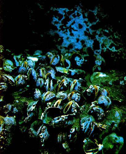 В глубинах пяти морей - i_037.jpg