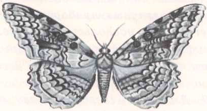 Соседи по планете. Насекомые - i_003.jpg