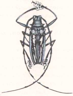 Соседи по планете. Насекомые - i_004.jpg