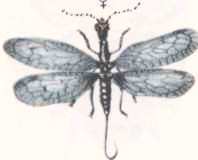 Соседи по планете. Насекомые - i_006.jpg