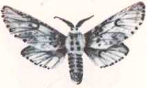 Соседи по планете. Насекомые - i_007.jpg