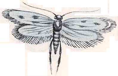 Соседи по планете. Насекомые - i_140.jpg