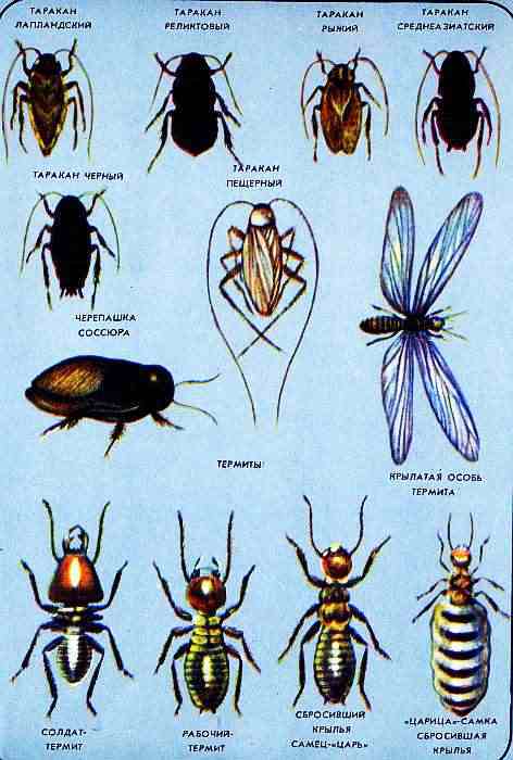 Соседи по планете. Насекомые - i_149.jpg