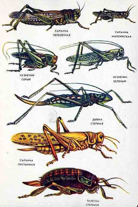Соседи по планете. Насекомые - i_152.jpg