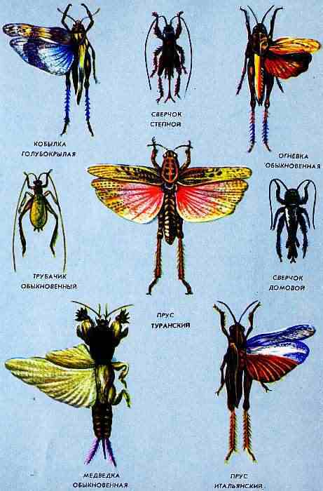 Соседи по планете. Насекомые - i_153.jpg