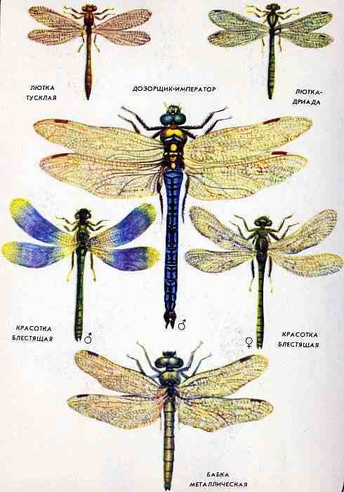 Соседи по планете. Насекомые - i_154.jpg