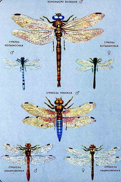 Соседи по планете. Насекомые - i_155.jpg