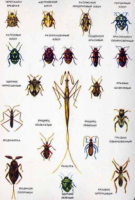 Соседи по планете. Насекомые - i_156.jpg