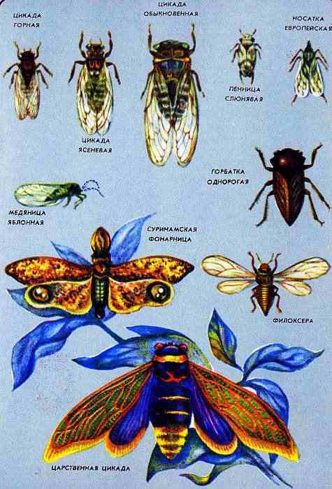 Соседи по планете. Насекомые - i_157.jpg