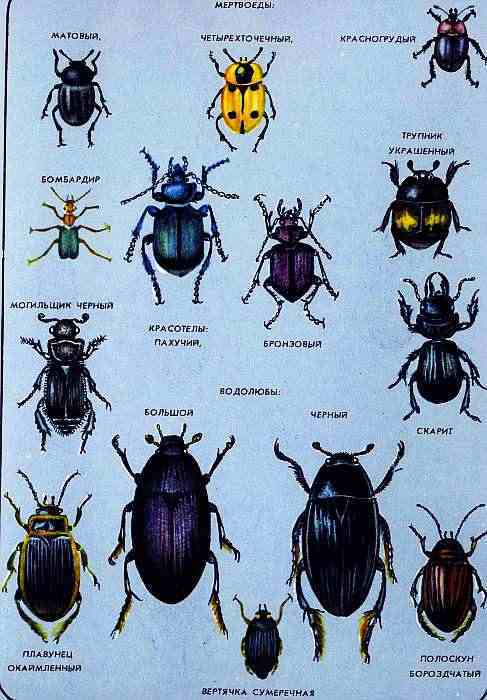 Соседи по планете. Насекомые - i_159.jpg