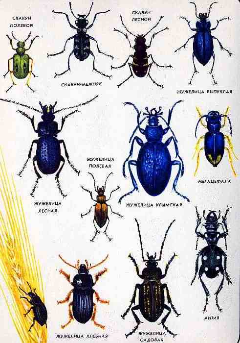 Соседи по планете. Насекомые - i_160.jpg