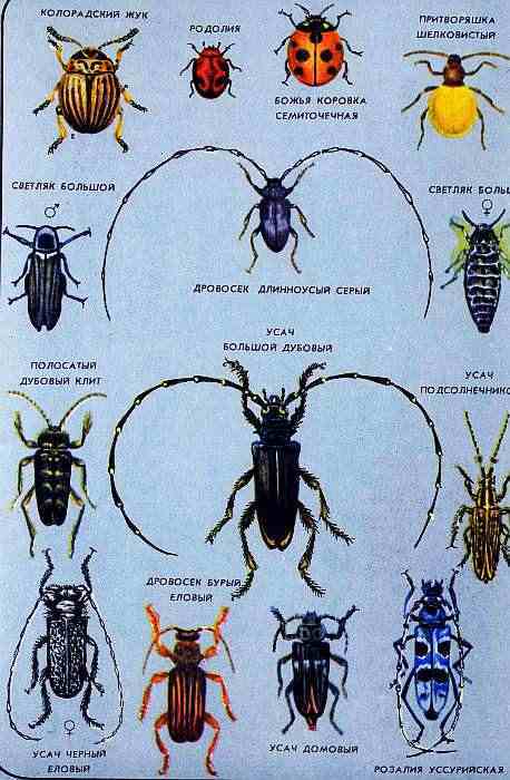 Соседи по планете. Насекомые - i_161.jpg