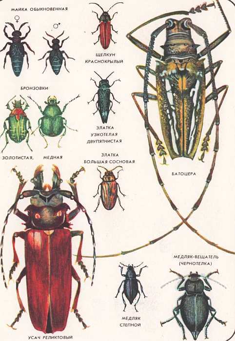 Соседи по планете. Насекомые - i_162.jpg